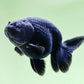 Black Ranchu Goldfish - 3"