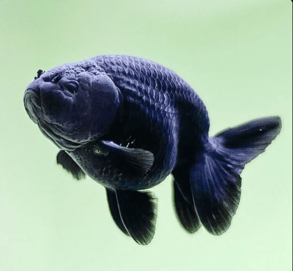 Black Ranchu Goldfish - 3"