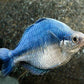 Turquoise Blue Rainbow Fish Size S