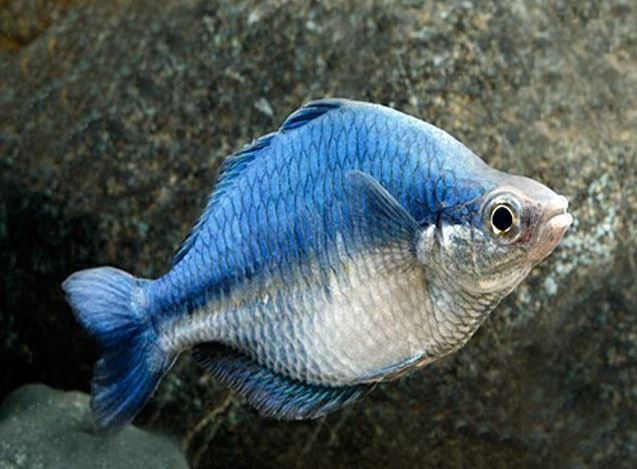 Turquoise Blue Rainbow Fish Size S