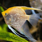 Gold Angelfish