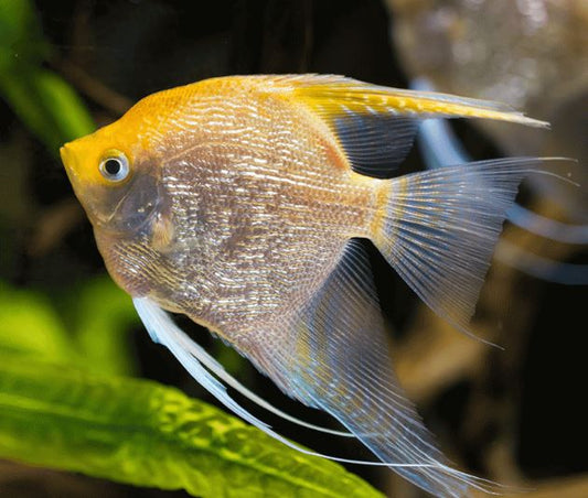 Gold Angelfish