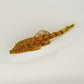L519 Honeycomb Bristlenose Pleco (Size Small)
