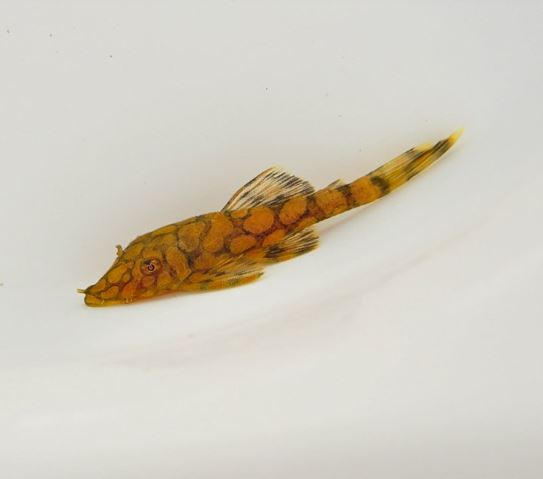 L519 Honeycomb Bristlenose Pleco (Size Small)