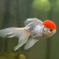 Red Cap Oranda Goldfish - 4-4.5"