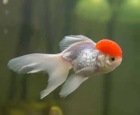 Red Cap Oranda Goldfish - 4-4.5"