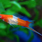 Koi Swordtail