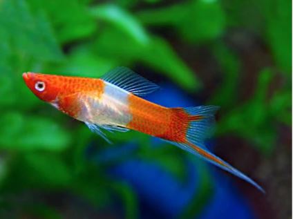 Koi Swordtail