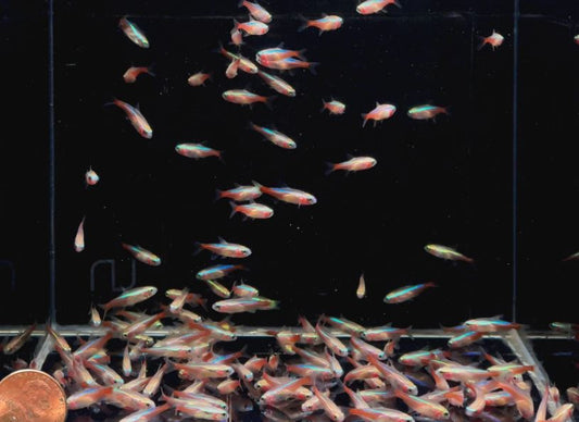 Albino Neon Tetra
