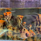 Red Koi Angelfish M