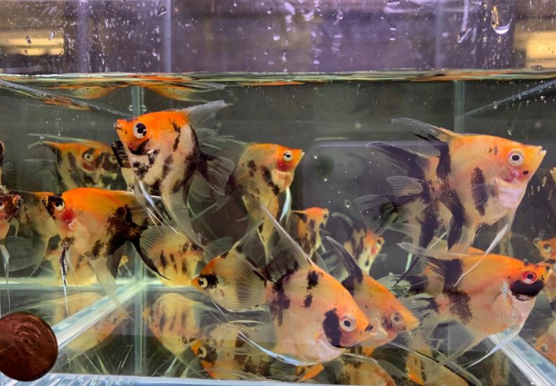 Red Koi Angelfish M