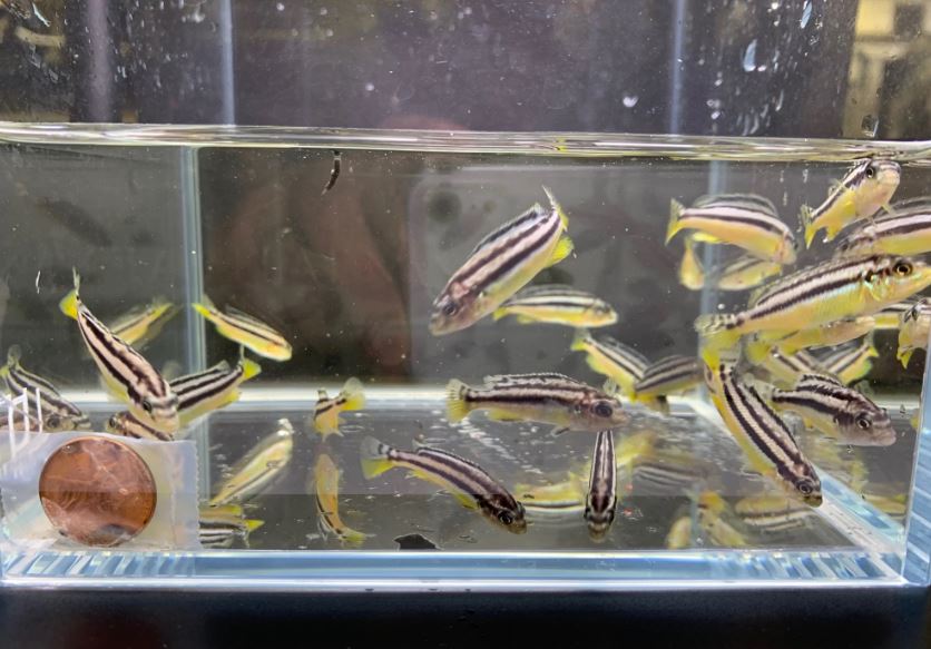 Auratus
