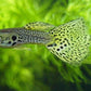 Leopard Tux Guppy Males