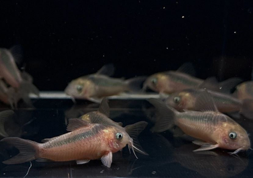 Rabauti Cory