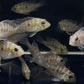 Gymnogeophagus balzanii