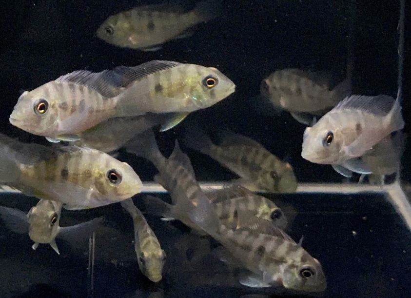 Gymnogeophagus balzanii