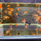 Koi Swordtail