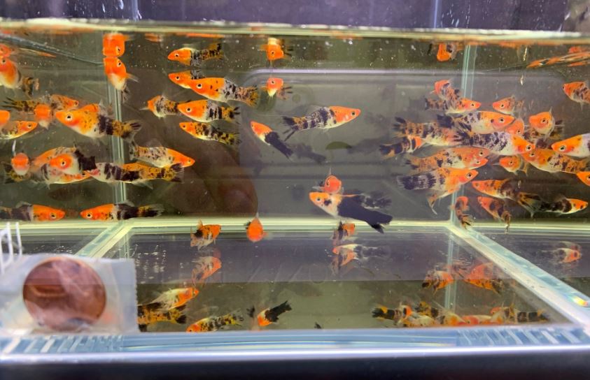 Koi Swordtail
