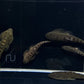 Hillstream loach / Chinese UFO Loach