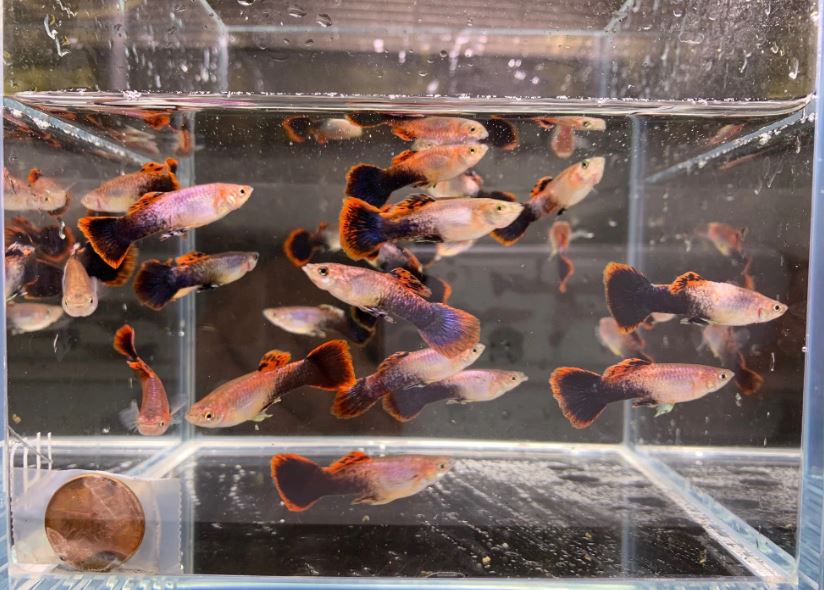 Eclipse Guppy Males