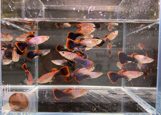 Eclipse Guppy Males