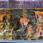 Red Koi Angelfish M