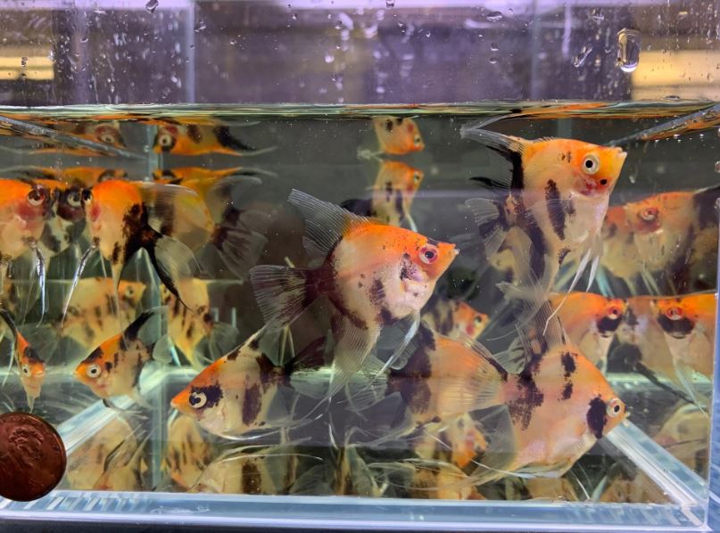 Red Koi Angelfish M