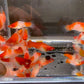 Red & White Swordtail Size M