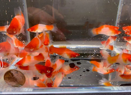 Red & White Swordtail Size M