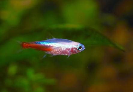 Albino Neon Tetra