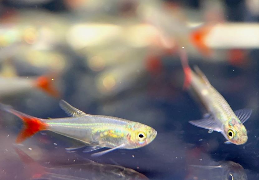Glass Bloodfin Tetra