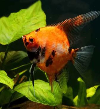 Red Koi Angelfish M