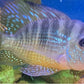 Gymnogeophagus balzanii