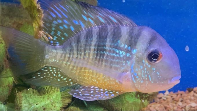 Gymnogeophagus balzanii