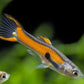 Gold Scarlet Endler Male