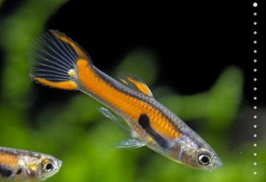Gold Scarlet Endler Male