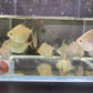 Silver Dollar Tetra