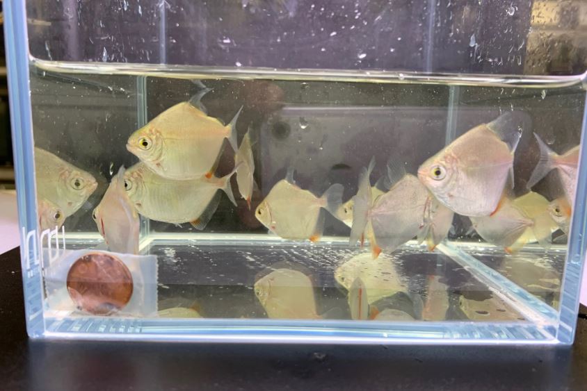 Silver Dollar Tetra