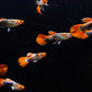 Tuxedo Koi Guppy Males