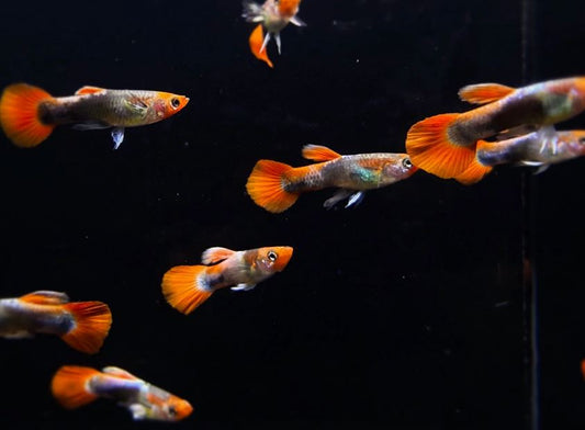 Tuxedo Koi Guppy Males