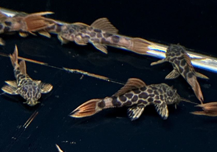 L600 Leopard Cactus Pleco