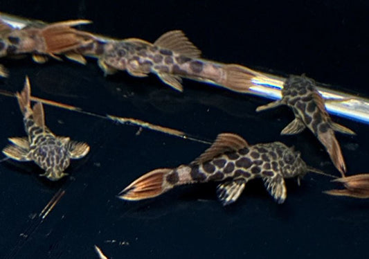 L600 Leopard Cactus Pleco