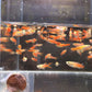 Gold Scarlet Endler Male