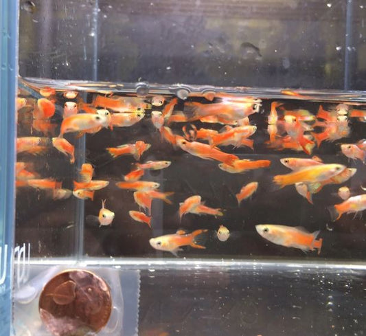 Gold Scarlet Endler Male