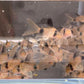 Longfin Panda Cory