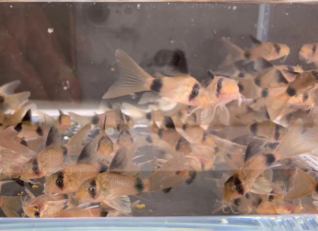 Longfin Panda Cory