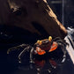 Red Devil Crab