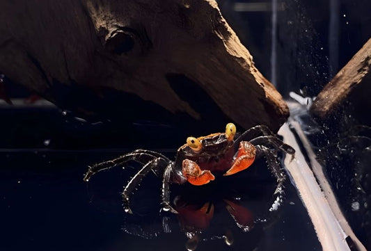 Red Devil Crab