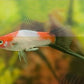Red & White Swordtail Size M