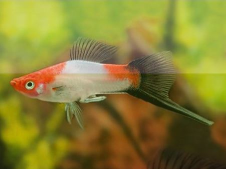 Red & White Swordtail Size M
